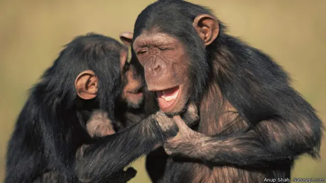 चिंपाज़ी
