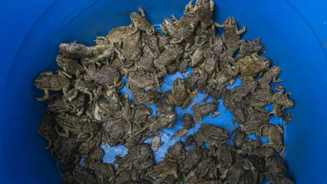 تزايدت أعداد الضفادع الآسيوية بسرعة كبيرة