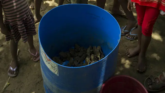 هذه الضفادع الآسيوية أمسك بها سكان محليون في ليلة واحدة 