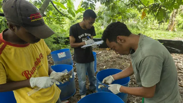 باحثون يفحصون الضفادع الآسيوية الغازية للمساعدة في فهم كيفية القضاء عليها