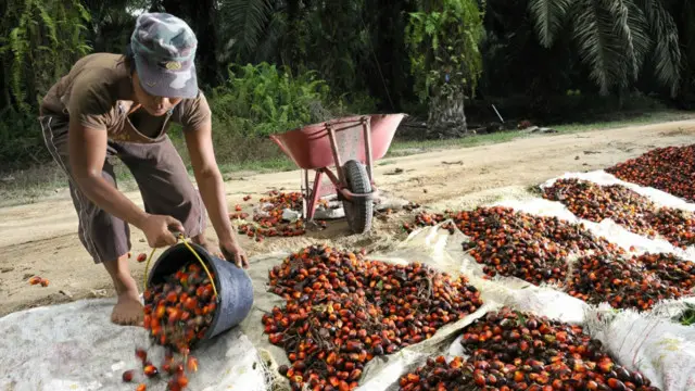 Fasilitas pemrosesan kelapa sawit di Sumatera. Kelapa sawit menjadi bahan baku utama bagi produk makanan seperti margarin dan non-pangan seperti sabun.