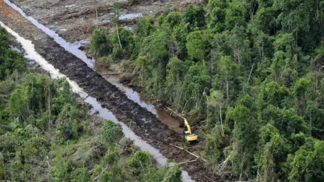 Foto udara menunjukkan ekskavator membuka hutan untuk menggali kanal di area konsesi kelapa sawit di Ketapang, Kalimantan Barat, pada 2010. 