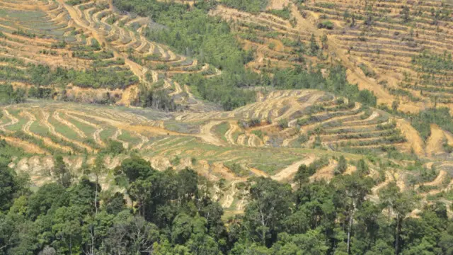 Foto udara yang diambil pada Juli 2010 ini menunjukkan hutan yang dibuka untuk konsesi kelapa sawit di provinsi Kalimantan Barat.