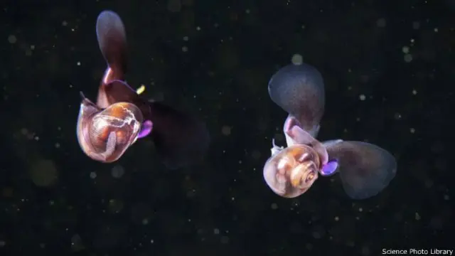 یہ ان طریقوں کا استعمال بھی کرتا ہے جو اکثر اڑنے والے کیڑے اپنے اپ کو ہوا میں معلق رکھنے کے لیے اختیار کرتے ہیں