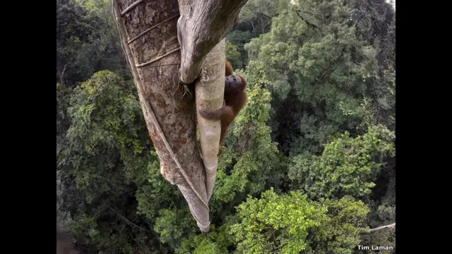 Тим Ламан, США, 2015