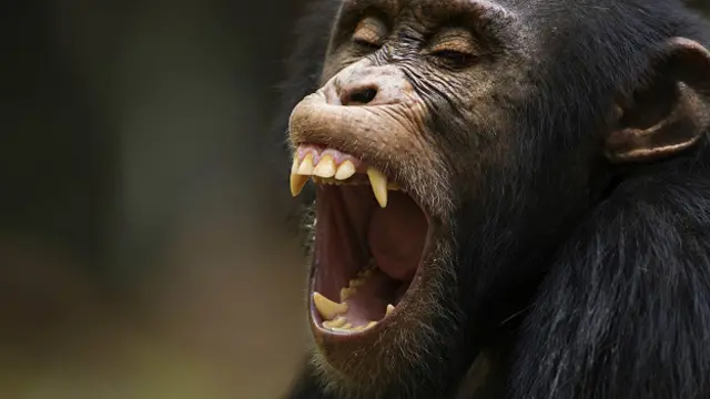 Даже у шимпанзе нет подбородка; их череп имеет покатое лицо, со скошенными книзу челюстями