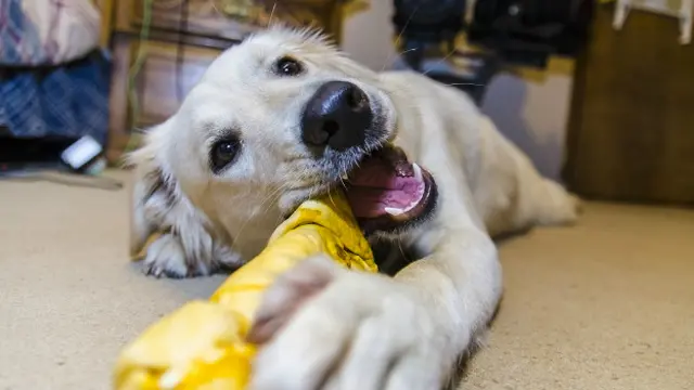 Наши подбородки не облегчают нам жевание