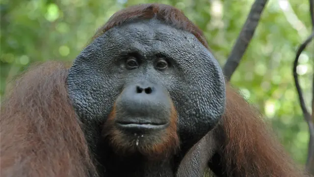 У орангутанов нет подбородка, но зато у самцов - широкие скулы