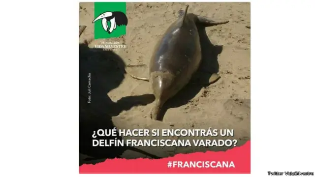 Organisasi lingkungan mengatakan Lumba-lumba Franciscan atau Del Plata merupakan yang terkecil di dunia, dengan panjang sekitar 1,3m sampai 1,7m. 