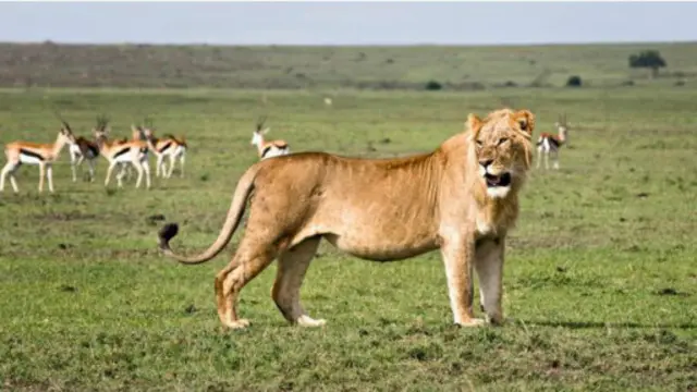 Simba watoroka mbuga ya wanyamapori Kenya