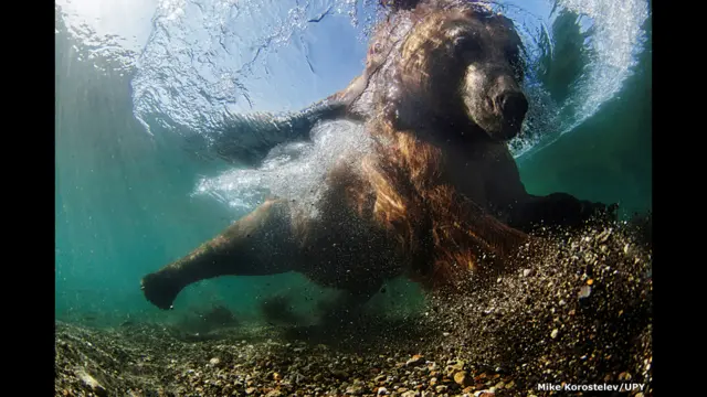Медведь-рыболов
