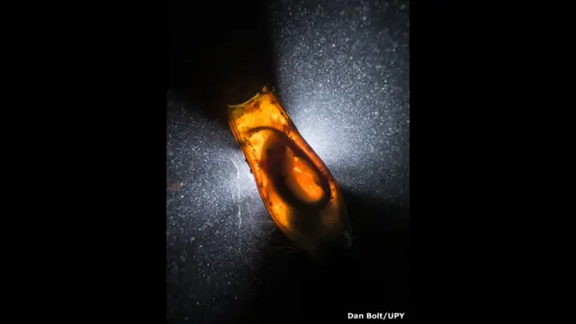 Кошачья акула