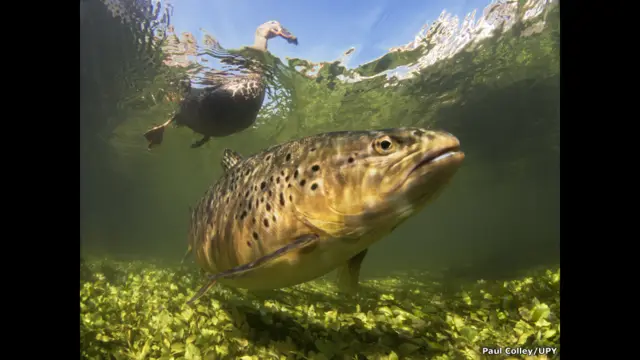 Форель и утка