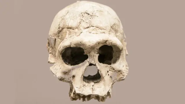 Cráneo de Homo erectus