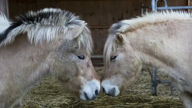 Dos animales con las cabezas juntas