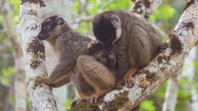 Dos monos con su cría