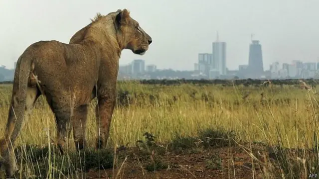 कीनिया में शेरों का डर