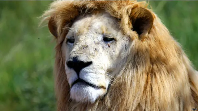 ناشدت السلطات سكان نيروبي التزام مساكنهم وتجنب الاسود الهاربة