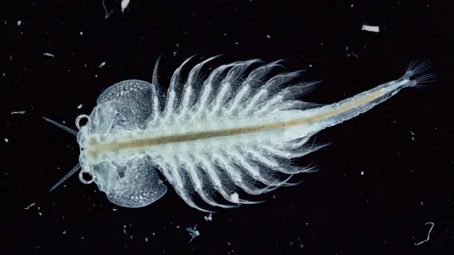 Artêmias machos possuem protuberâncias para se segurar a fêmeas.