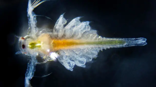 As artêmias parecem frágeis e com penugem.