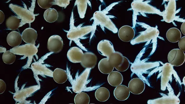 Larvas de Artemia salina.
