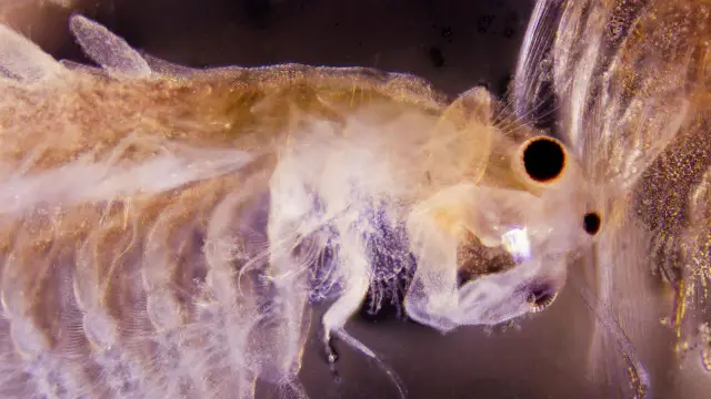 Artêmias filtrando algas da água.