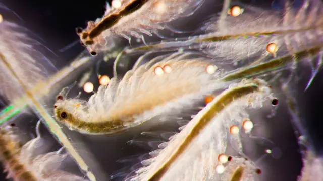 Um enxame de artêmias; animais movimentam economia e são estudados pela medicina.