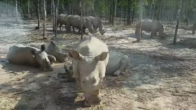 Tê giác