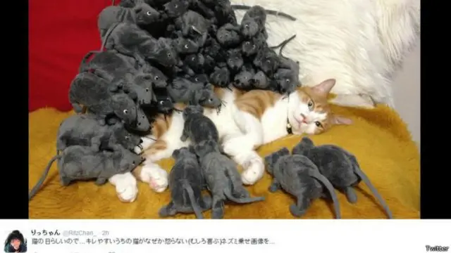 Bir Twitter kullanıcısı uyuyan kedisine fare şakası yapmış