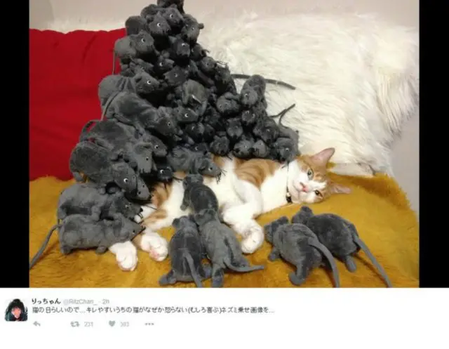 кот и игрушечные мыши