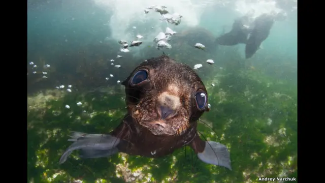 Тюлень в Беринговом море