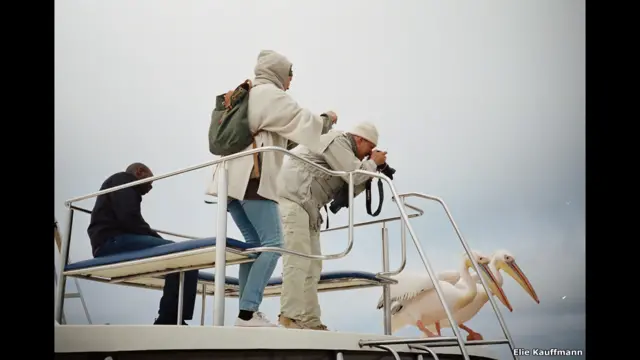 Фотографирующие пеликанов