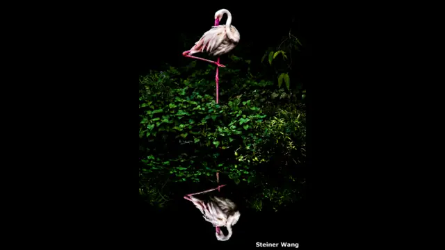 Отражение фламинго