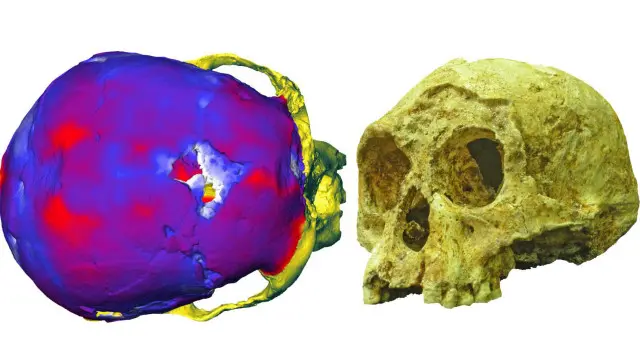 عكف العلماء على فحص التفاصيل التشريحية الكامنة في طبقات عظام جمجمة "الهوبيت"