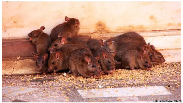 tikus hitam di kuil india