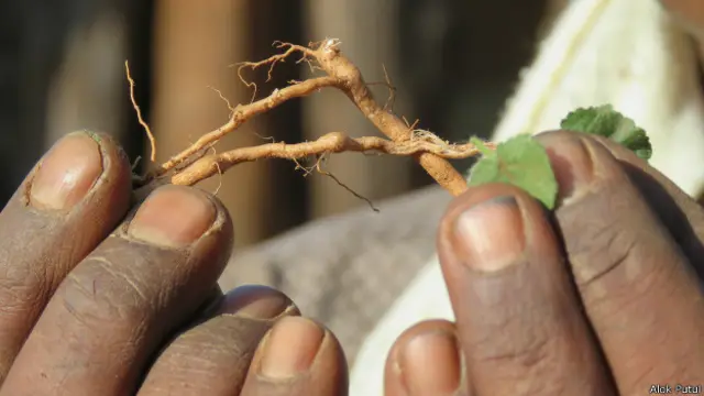 बेवर खेती