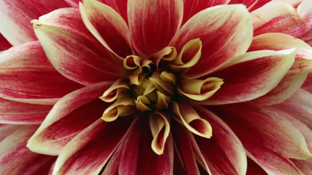 La palabra "petaloso" se convirtió en tendencia mundial en la red social Twitter..