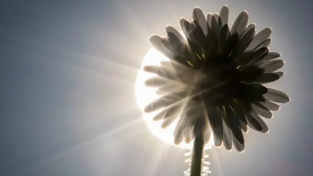 La palabra 'petaloso' "es herosa y clara", dijeron desde Crusca.