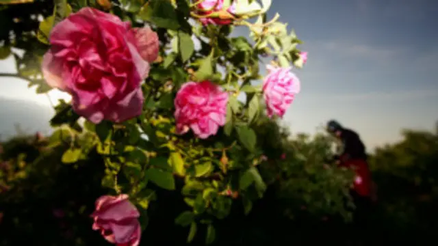 La combinación de "pétalo" y el sufijo "-oso" ("lleno de")