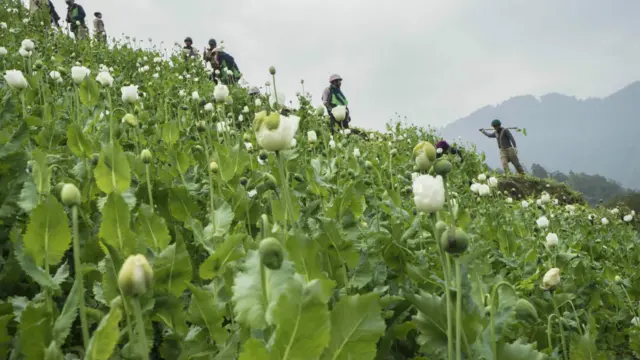 缅甸Pat Jasan禁毒民兵在克钦邦北部捣毁一块罂粟田（3/2/2016）