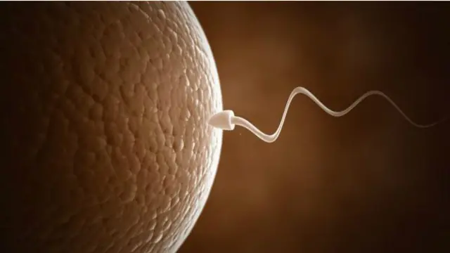 حيوان منوي يخصب بويضة