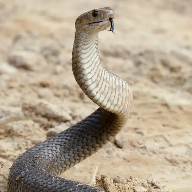 Tordərili qəhvəyi ilanlara (Eastern Brown snakes) Avstraliyanın şərq sahillərində rast gəlinir