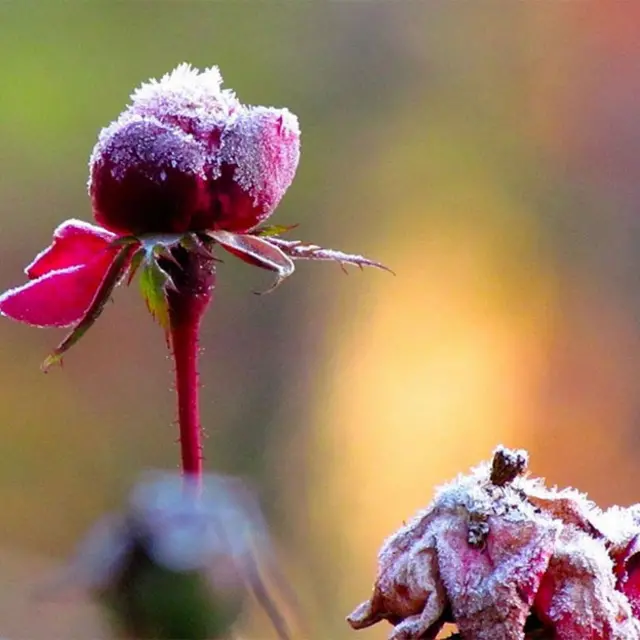 Foto de un lector de BBC Mundo por el tema “frío”