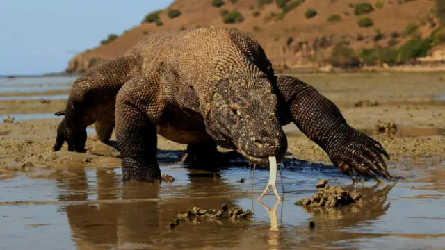 Un dragón de Komodo.