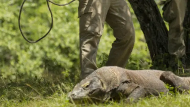 Un dragón de Komodo.