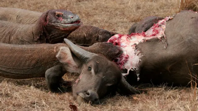 Un dragón de Komodo junto a su presa.