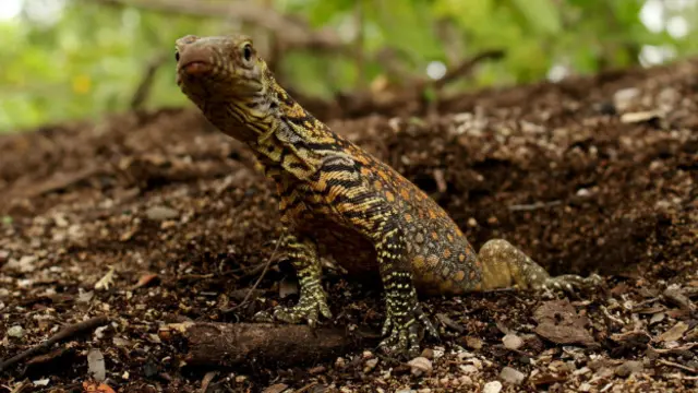 Un dragón de Komodo bebé.