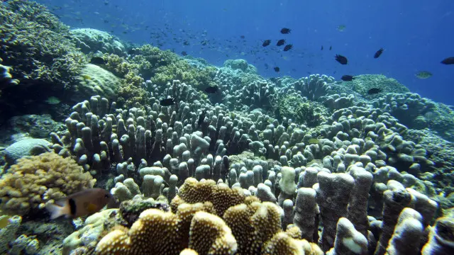 coral reef