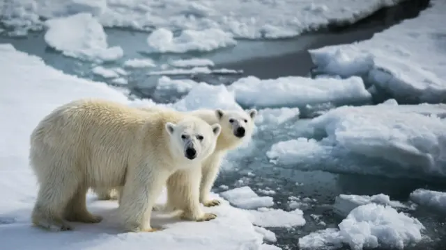 Два медведя
