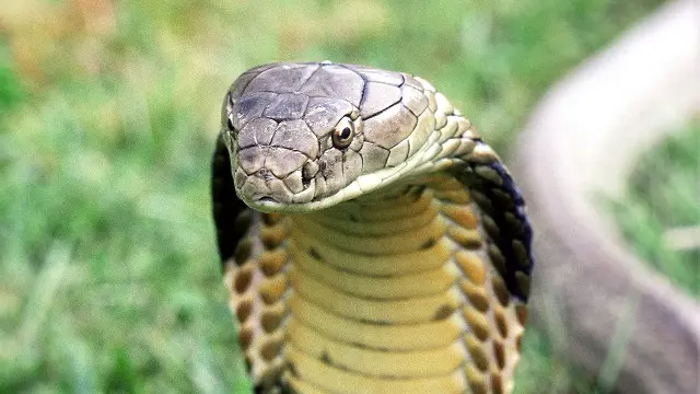 تعيش أكثر من 300 من الأفاعى الخطرة من بينها الكوبرا في منازل بريطانيين.